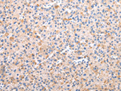 AXIN1 Antibody