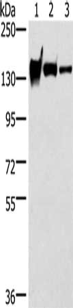 CDH4 Antibody