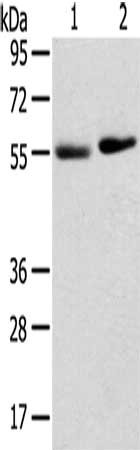 TMPRSS11F Antibody