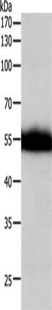 F10 Antibody