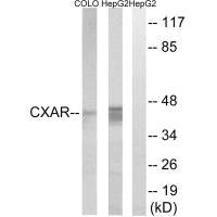 CXADR Antibody