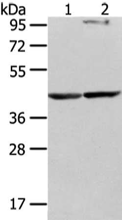 WWOX Antibody