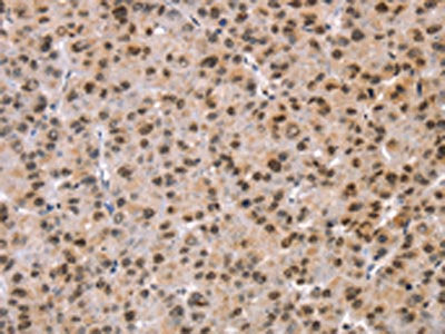 TAF10 Antibody