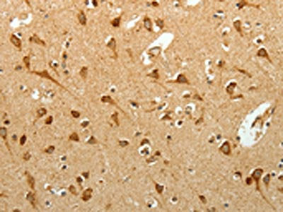 SELM Antibody