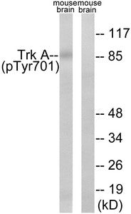 Phospho-NTRK1 (Tyr701) Antibody