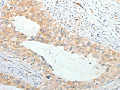 PRPH Antibody
