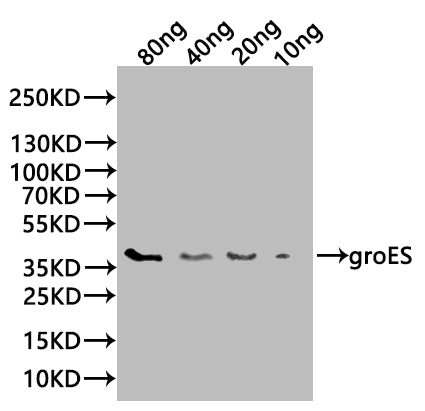 groES Antibody