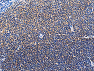 SYK Antibody