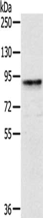 CRTC2 Antibody