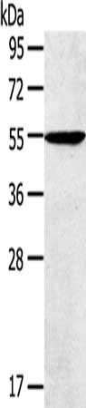 TRIM22 Antibody