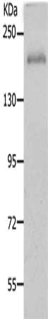NCAN Antibody