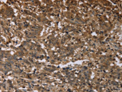 MFF Antibody