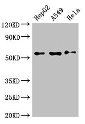 NECTIN2 Antibody