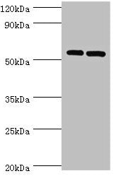 PNPLA2 Antibody