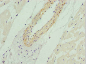 AKT1S1 Antibody