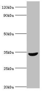 MSI2 Antibody