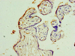 MSI2 Antibody