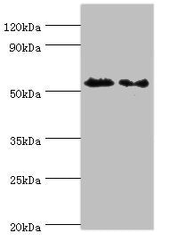 ATG4C Antibody
