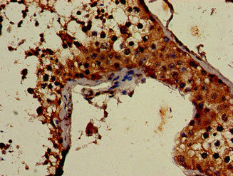 ATG4C Antibody