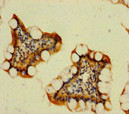 RNF125 Antibody