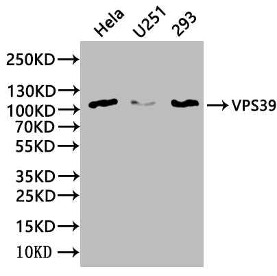 VPS39 Antibody
