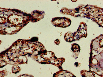 ELMO2 Antibody