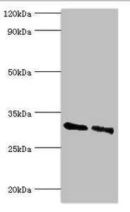 KCTD15 Antibody