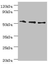 RMDN3 Antibody