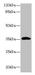 CCDC24 Antibody
