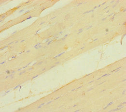 VGLL2 Antibody