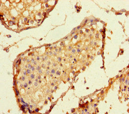 SPC24 Antibody