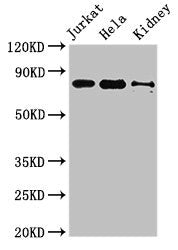NOA1 Antibody