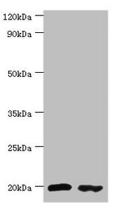 PTRH2 Antibody