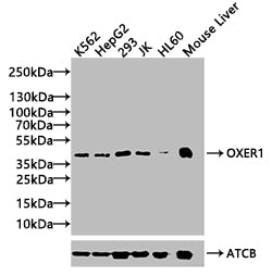 OXER1 Antibody