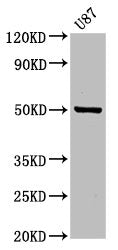 POFUT2 Antibody