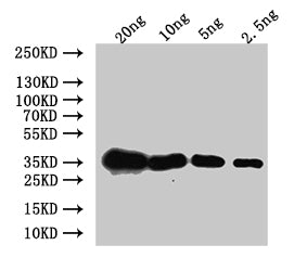 Mlc1 Antibody