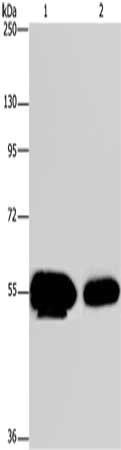 APBA1 Antibody