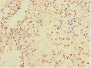 U2AF1L4 Antibody