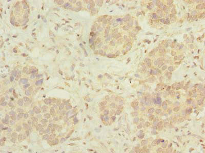 C15orf40 Antibody