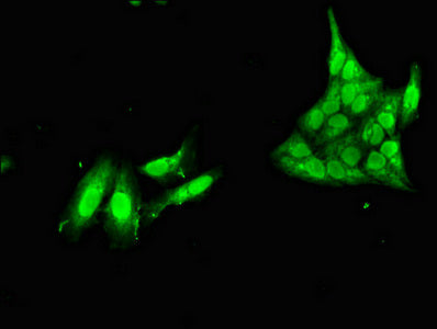 NANOS1 Antibody