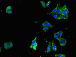 UPF1 Antibody