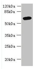 FAM149B1 Antibody