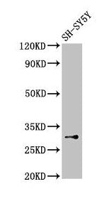 ISOC1 Antibody
