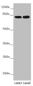 HOOK2 Antibody