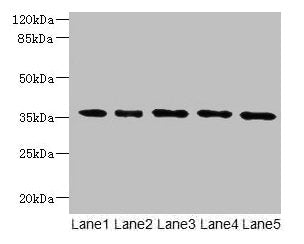 OXNAD1 Antibody
