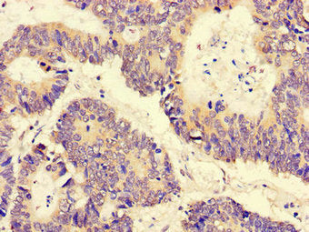 PGAM5 Antibody