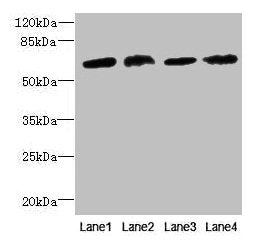 CEP63 Antibody
