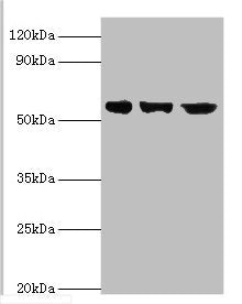 BBS4 Antibody