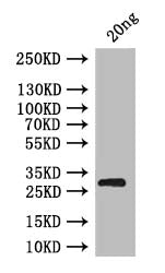 brat Antibody