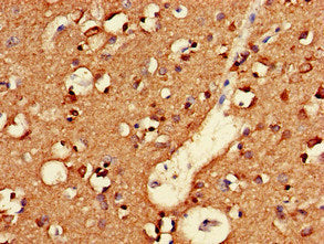 NLGN1 Antibody